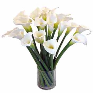 valentine-calla-lily-flower-350